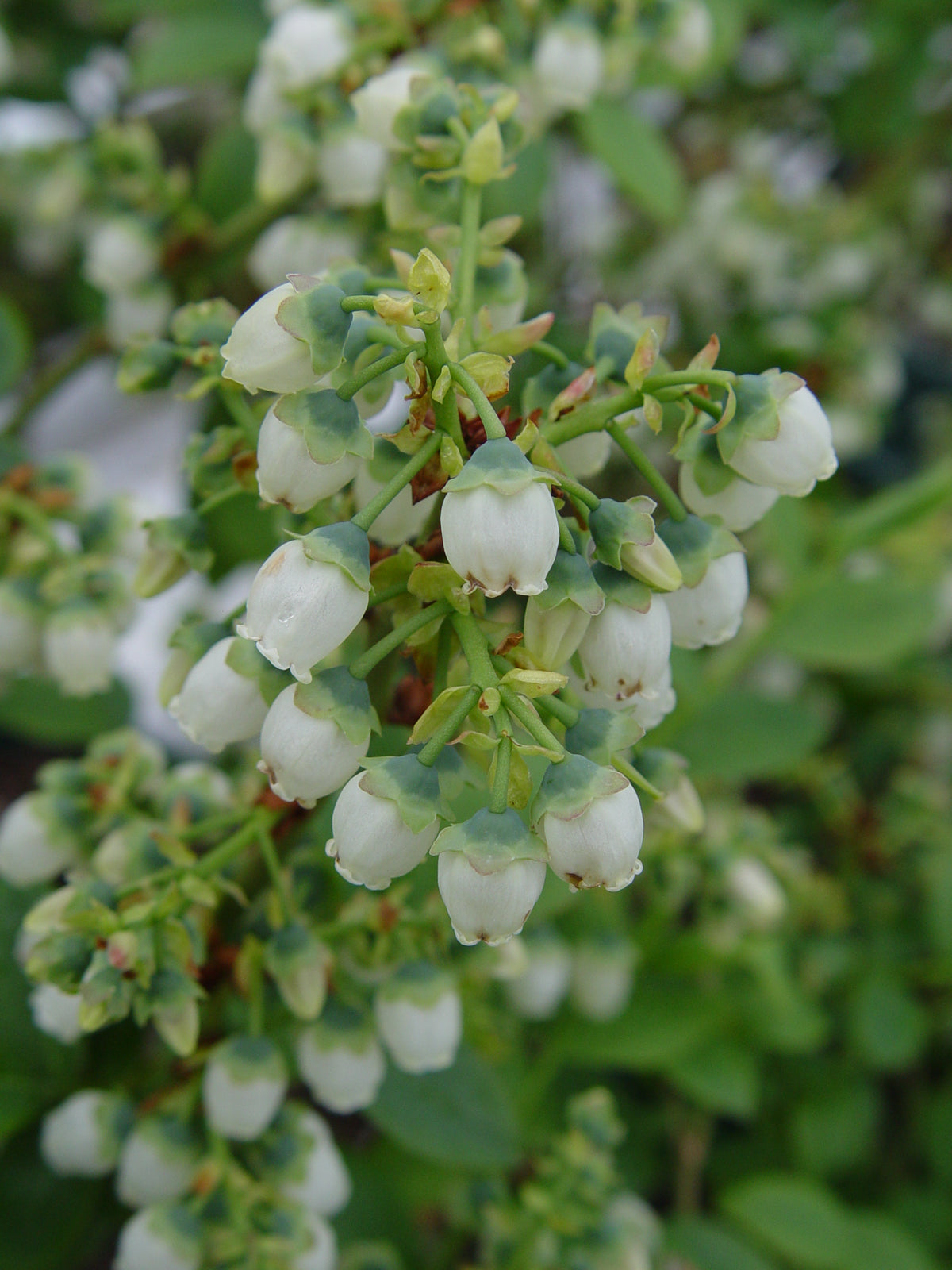Bluegold | Highbush Blueberry