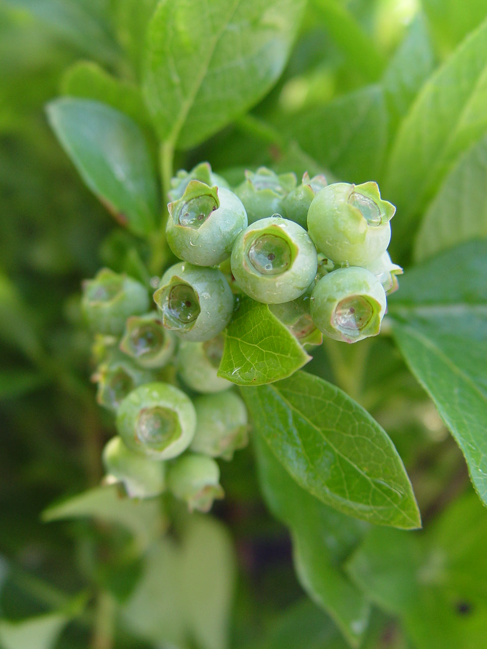 Jersey | Highbush Blueberry