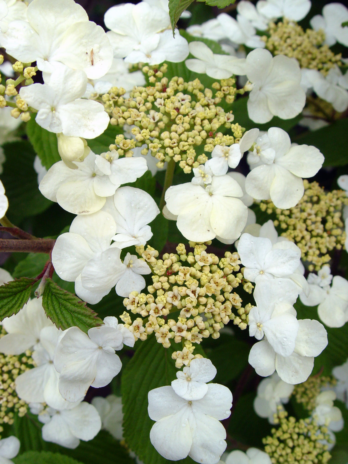Mariesii Viburnum (Viburnum p. t. 'Mariesii')