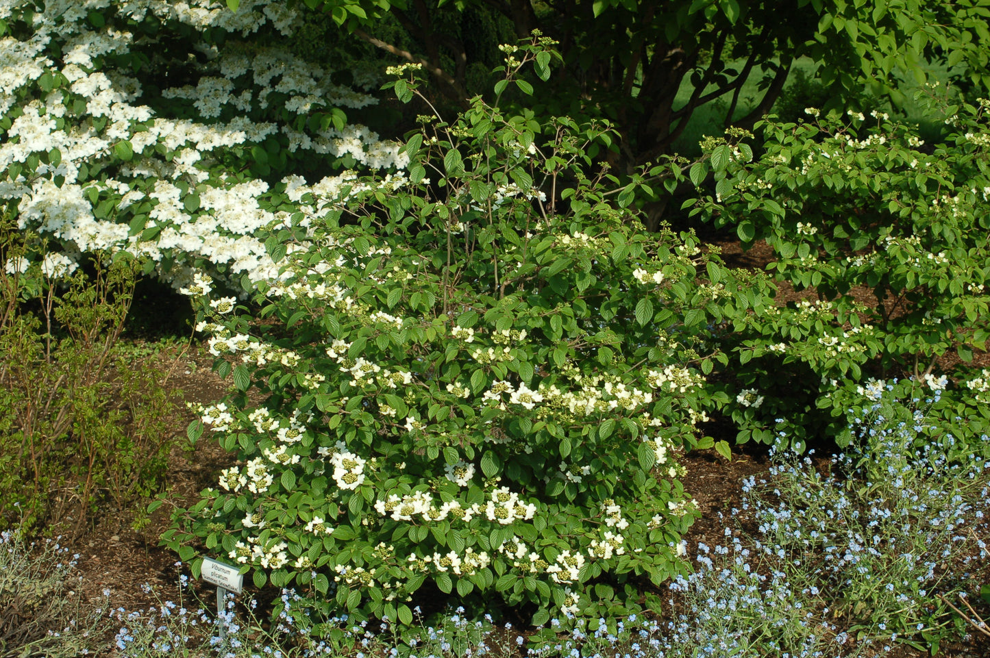Summer Snowflake | Viburnum