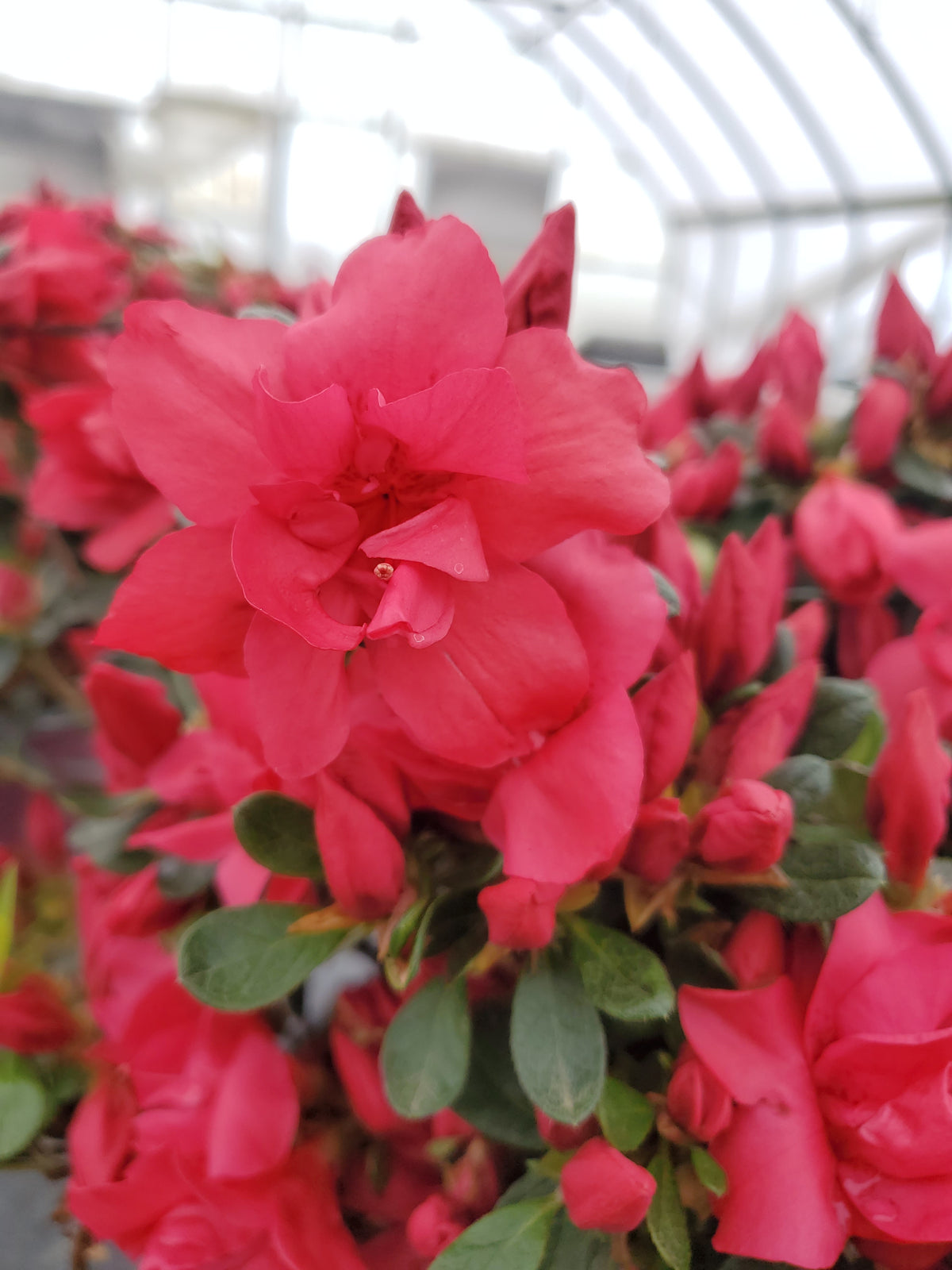 Encore® Autumn Bonfire™ Reblooming Azalea (Rhododendron Encore® 'Autumn Bonfire')