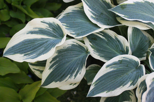 Blue Ivory Hosta - photo 2