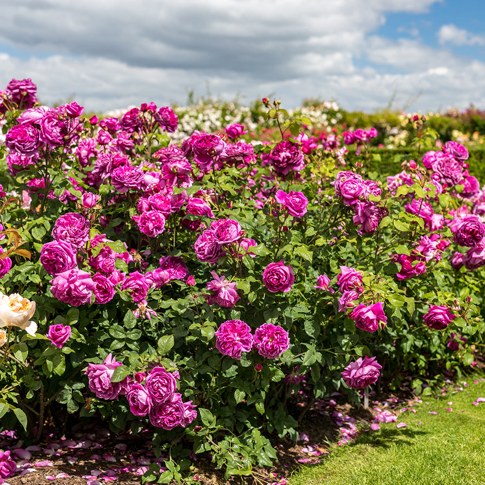 Young Lycidas David Austin Rose - photo 2