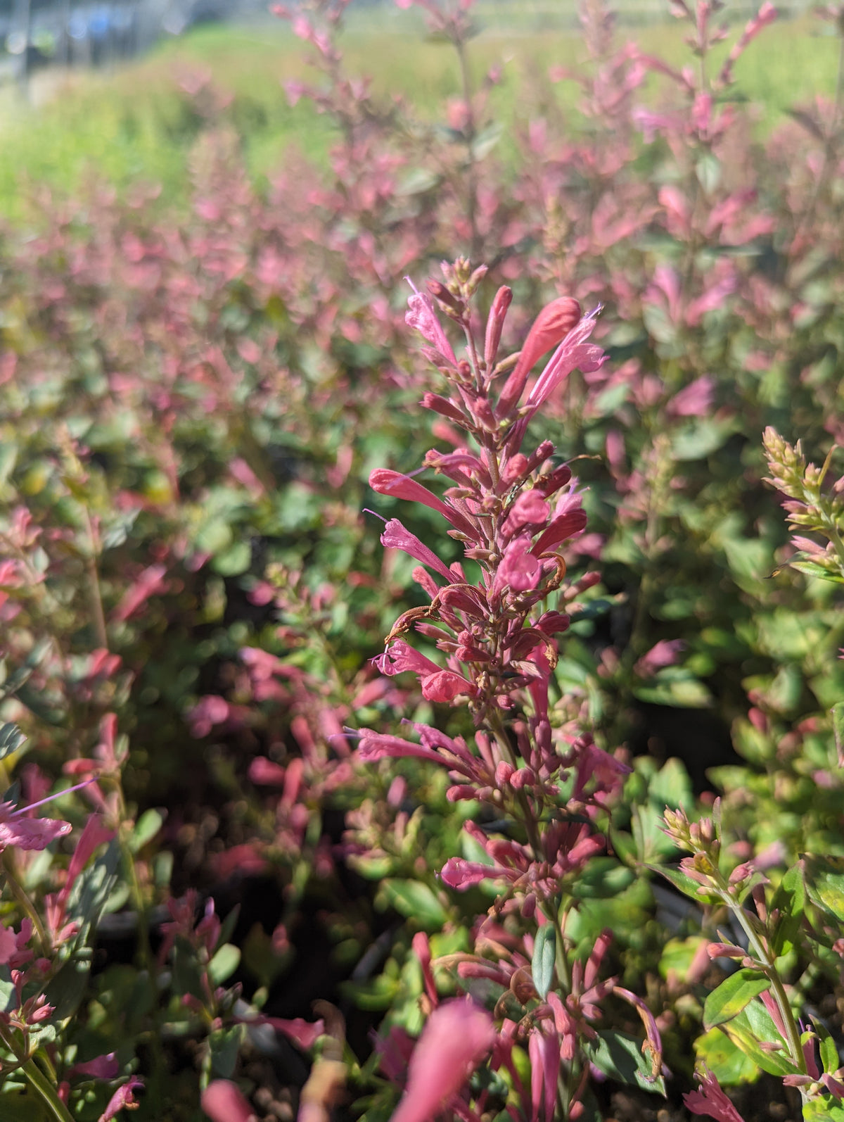 Morello Hyssop (Agastache 'Morello')