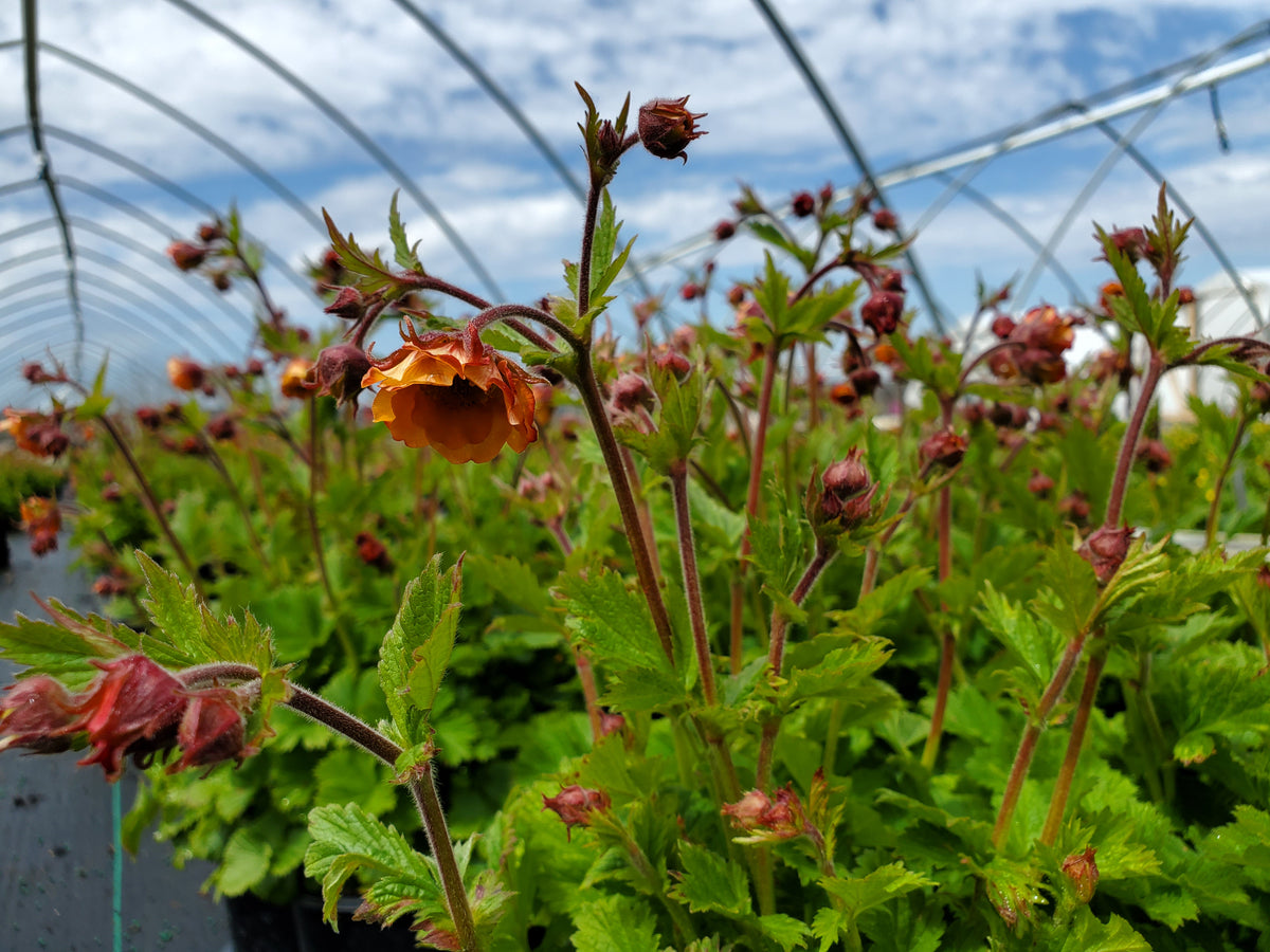 Tempo™ Orange Geum - photo 2