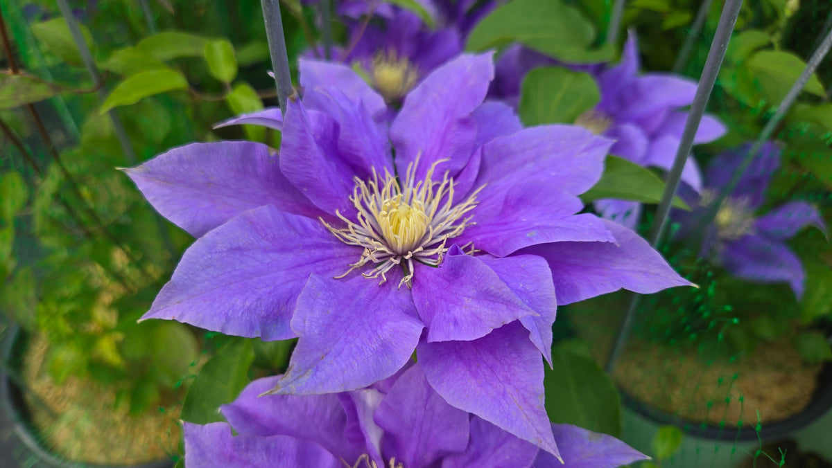Olympia™ Clematis (Clematis 'Olympia')