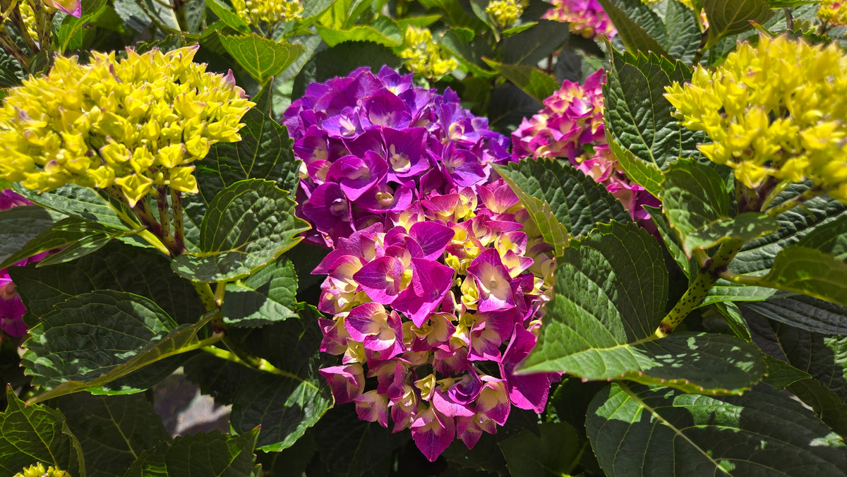 Wee Bit® Giddy Mophead Hydrangea (Hydrangea m 'Wee Bit Giddy')