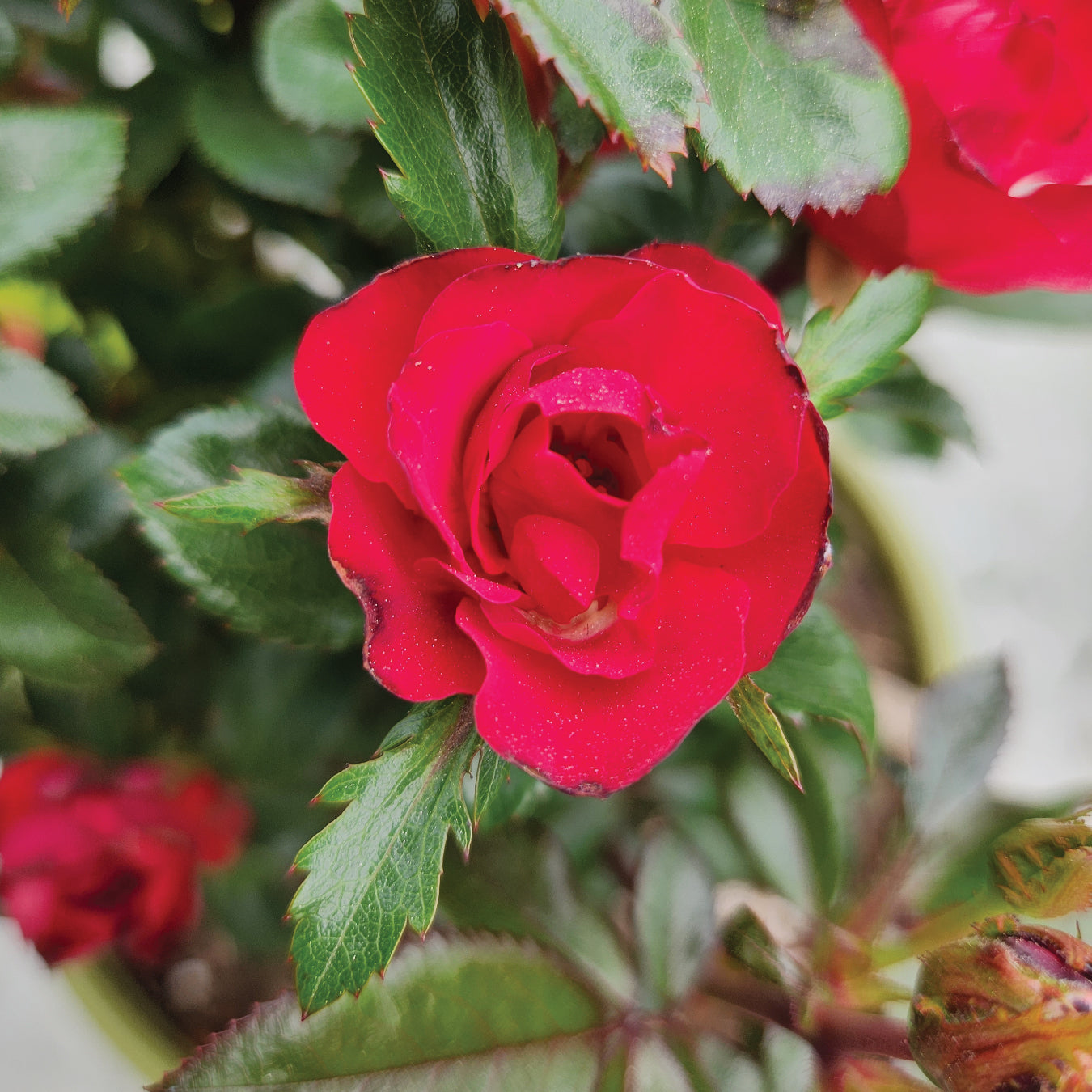 Knock Out® Petite | Rose