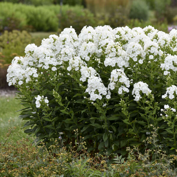 Backlight Upright Phlox (Phlox luminary 'Backlight')