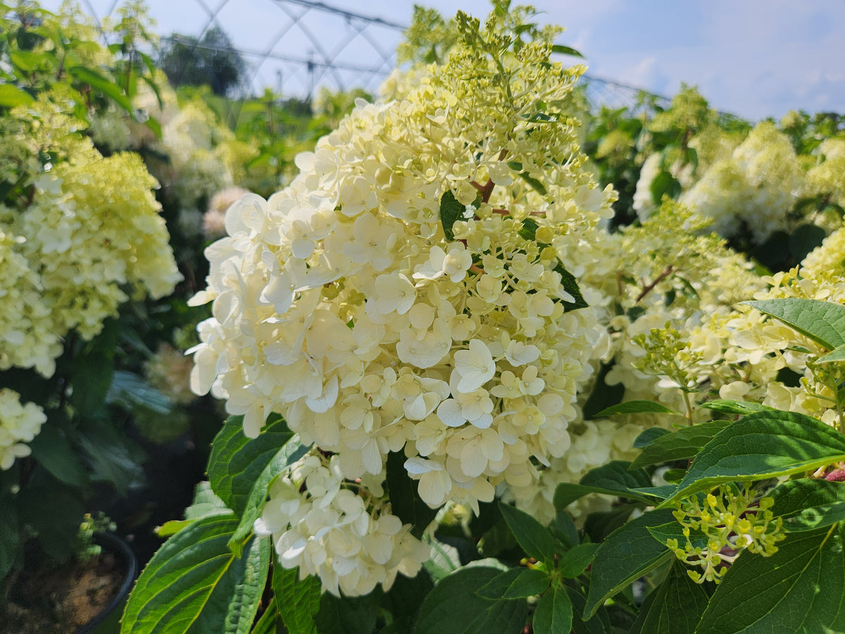 Love-A-Lot™ Pink Panicle Hydrangea (Hydrangea pan. 'Love-a-lot Pink')