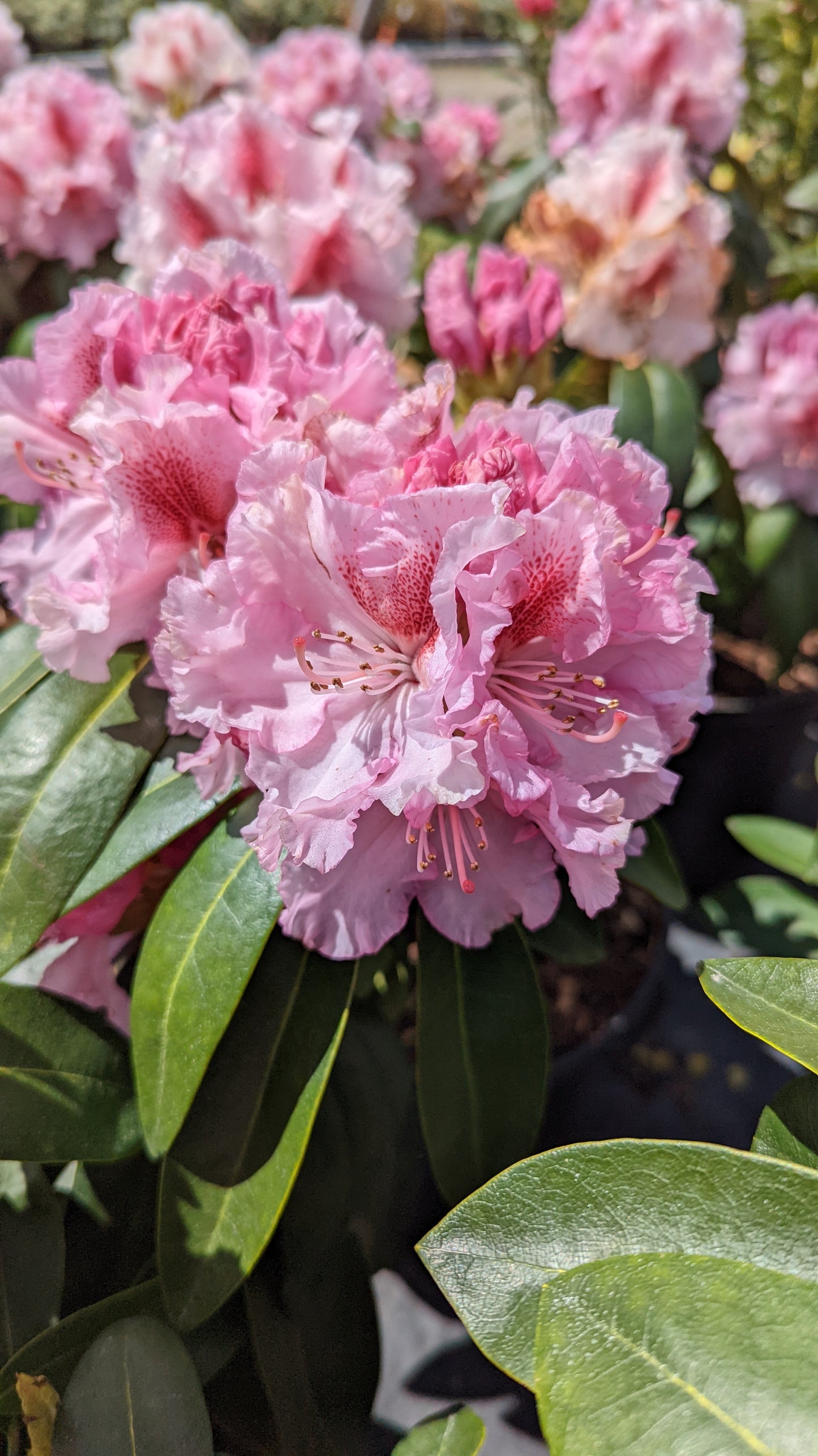 Holden's™ Pink Flare | Rhododendron