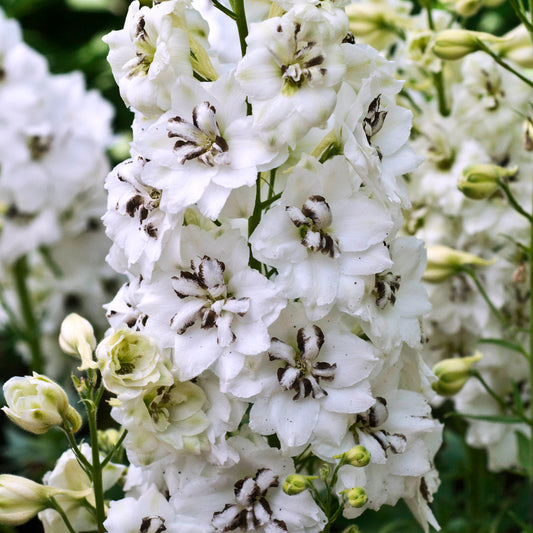 Black Eyed Angels Delphinium - photo 2