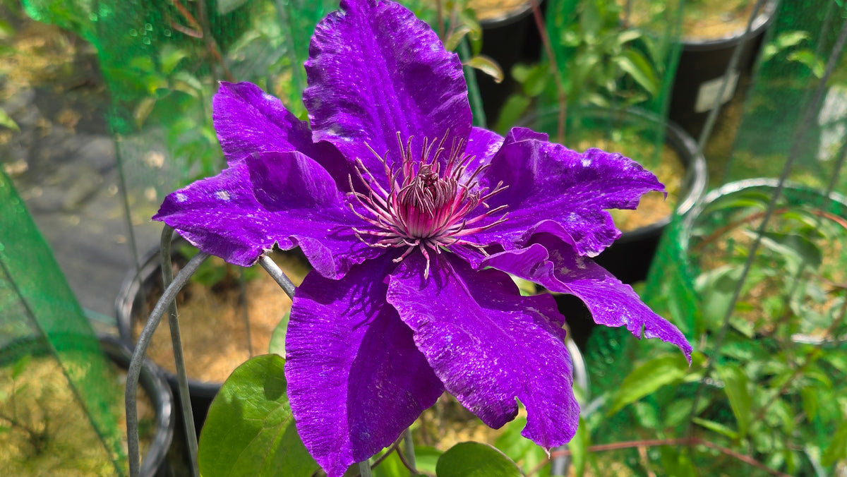 The President Clematis (Clematis 'The President')