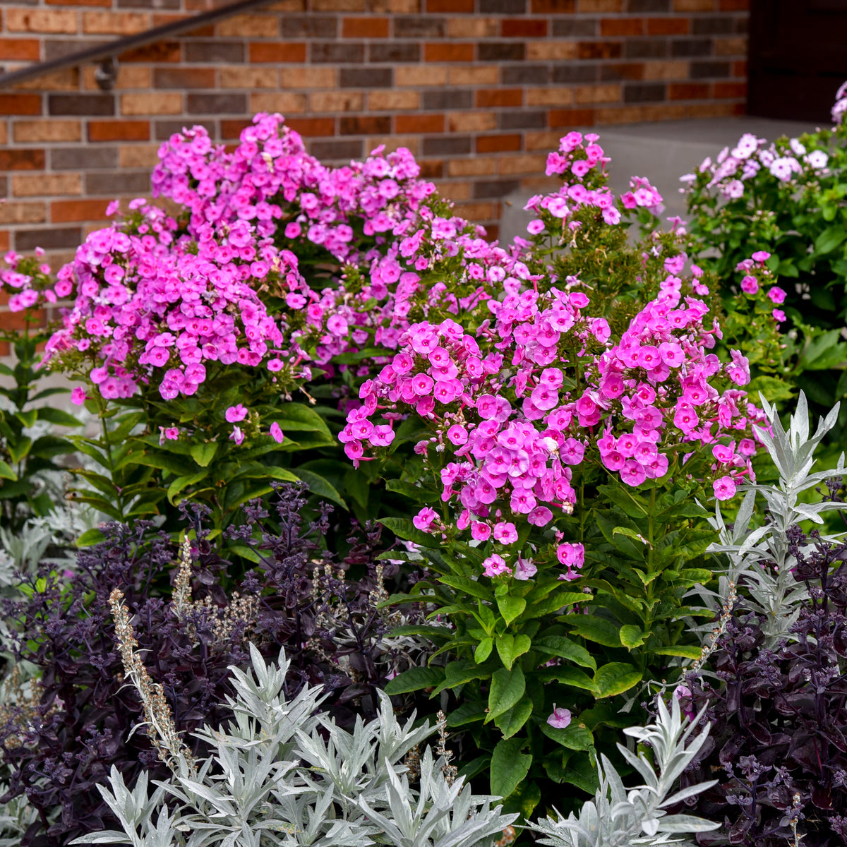 Luminary® Prismatic Pink Tall Garden Phlox - photo 2