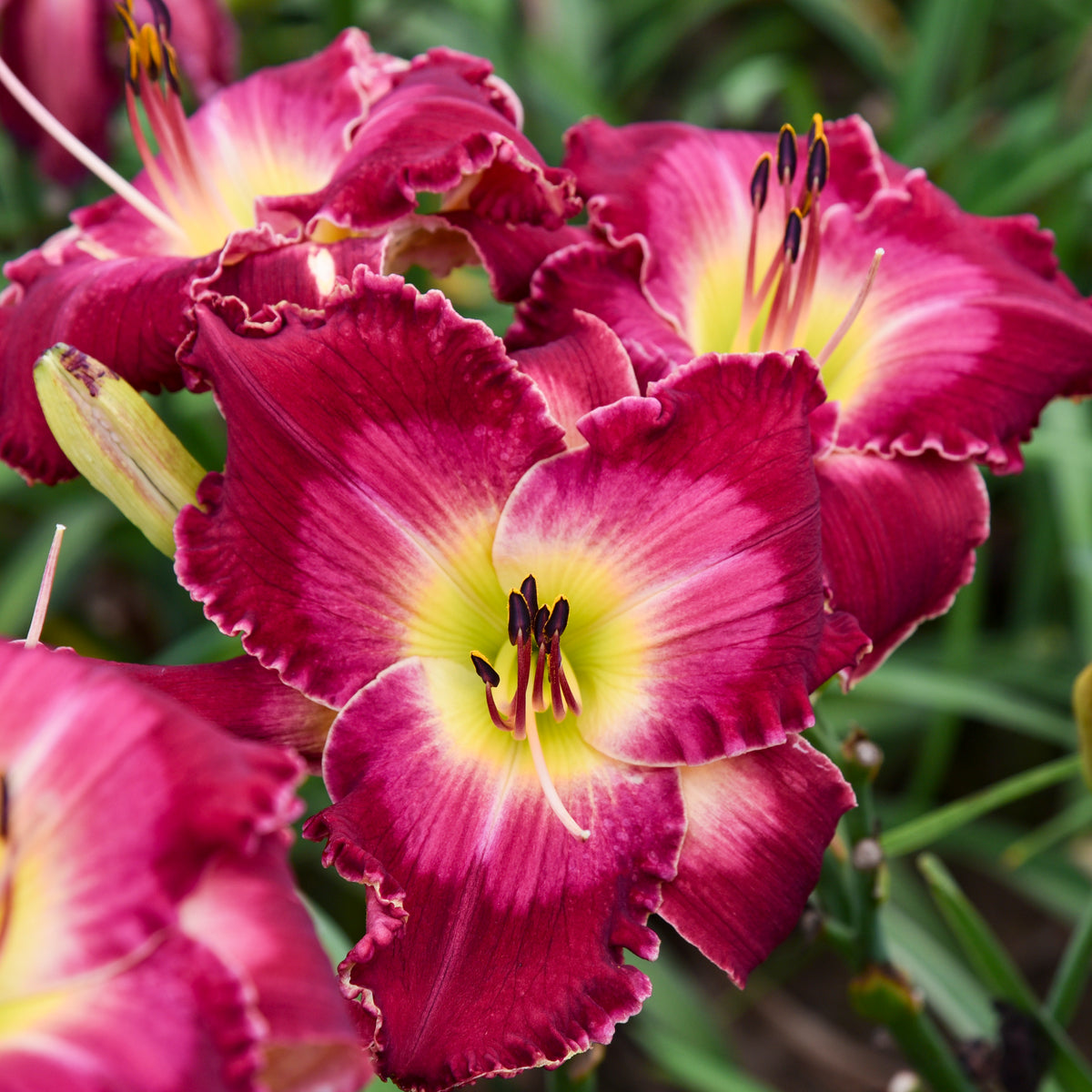 Rainbow Rhythm® Blood Sweat and Tears Daylily (Hemerocallis Rainbow Rhythm® 'Blood Sweat and Tears')