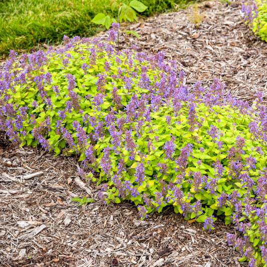 Lemon Purrfection Catmint - photo 2