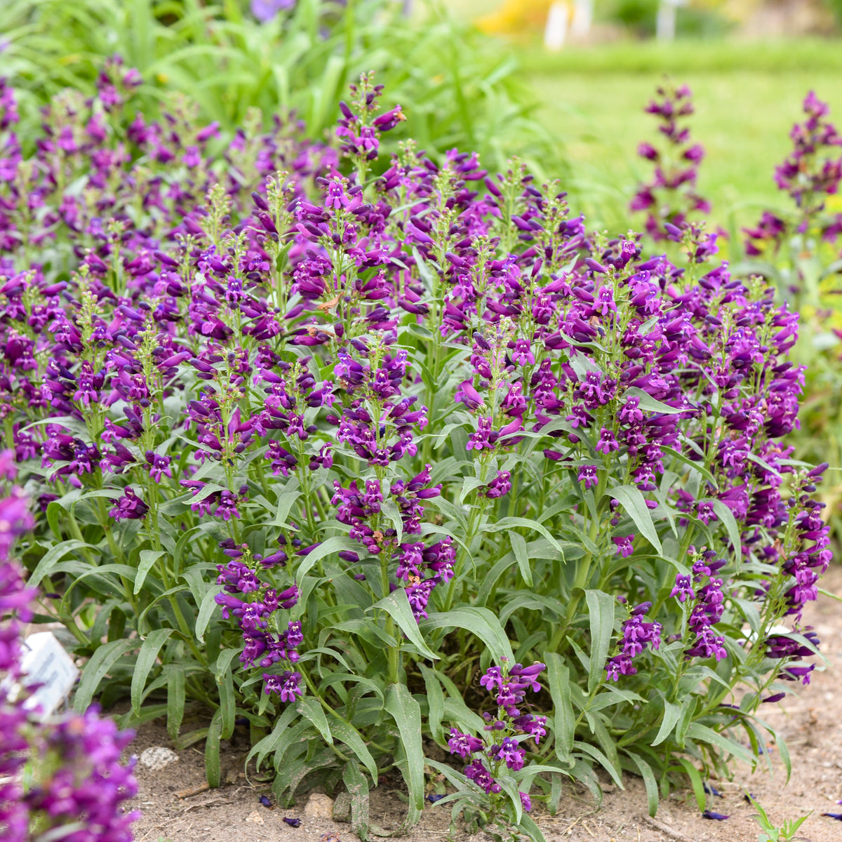 Bejeweled™ Dark Amethyst Beardtongue (Penstemon bejeweled™ 'Dark Amethyst')