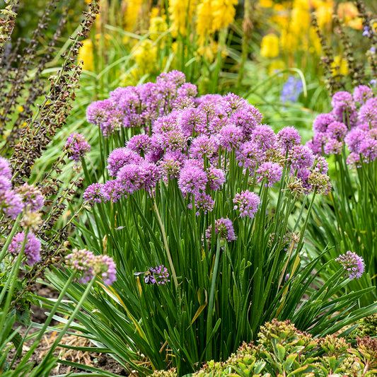All the Buzz Ornamental Onion - photo 2