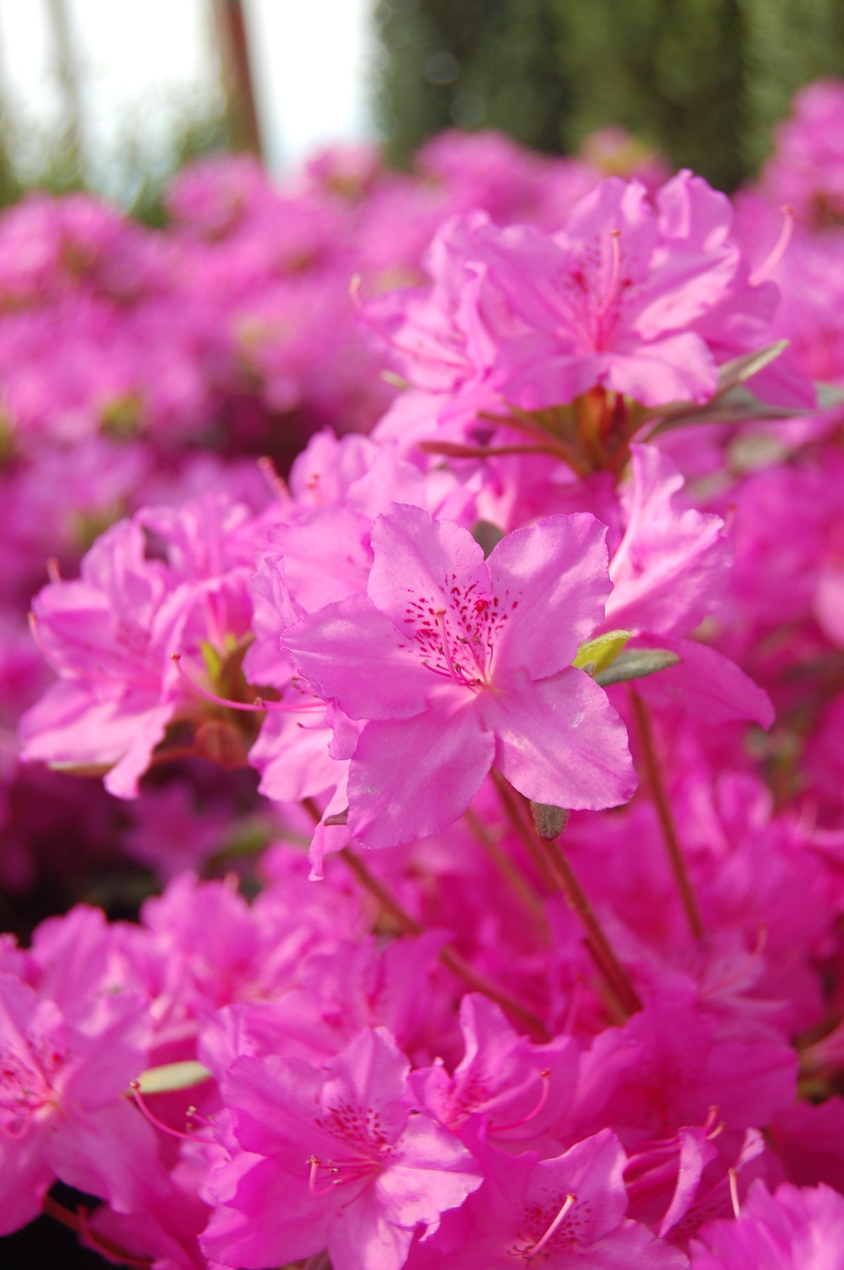 Karen Azalea (Rhododendron 'Karen')