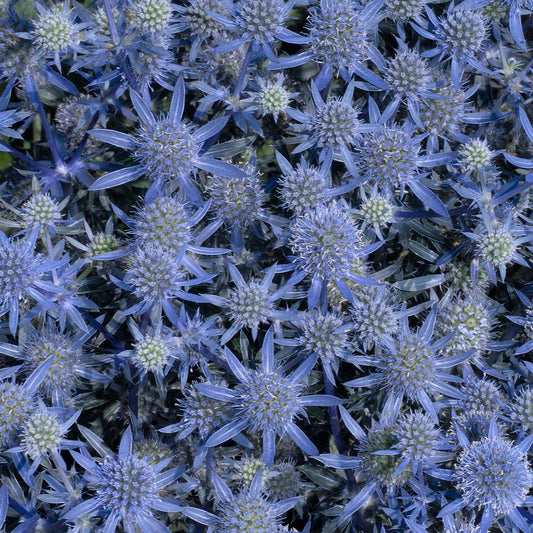 Blue Glitter Sea Holly - photo 2