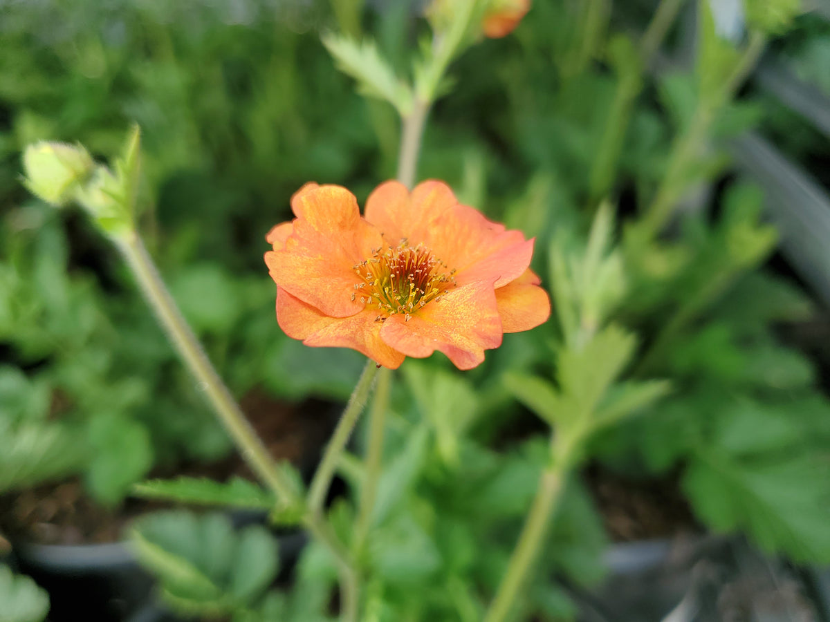 Totally Tangerine Geum - photo 2