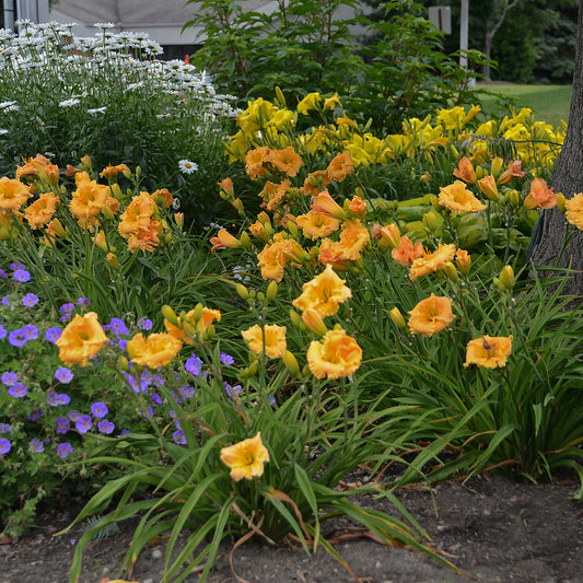 Rainbow Rhythm® Orange Smoothie Daylily - photo 2