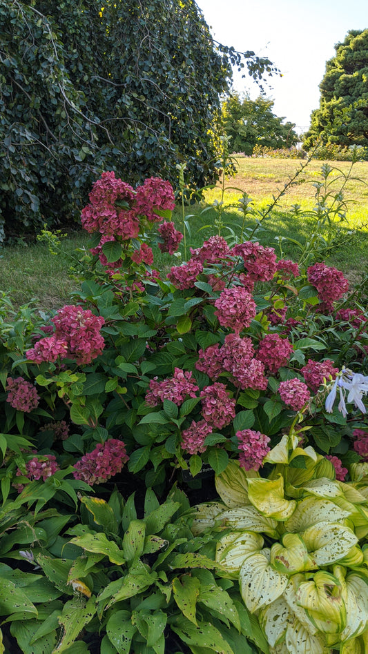 Endless Summer® Bloomstruck Mophead Hydrangea - photo 2