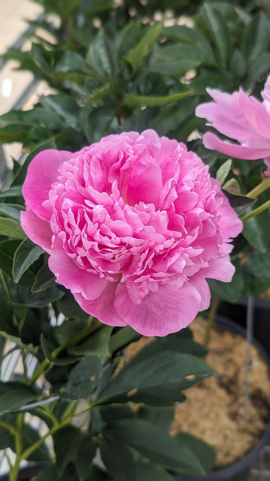 Monsieur Jules Elie Peony - photo 2