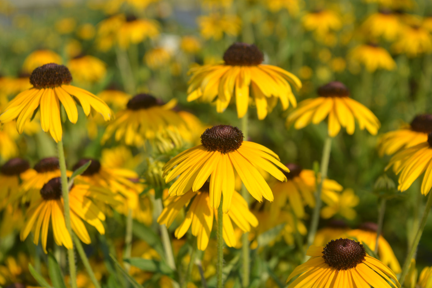 Viette's Little Suzy | Black-Eyed Susan