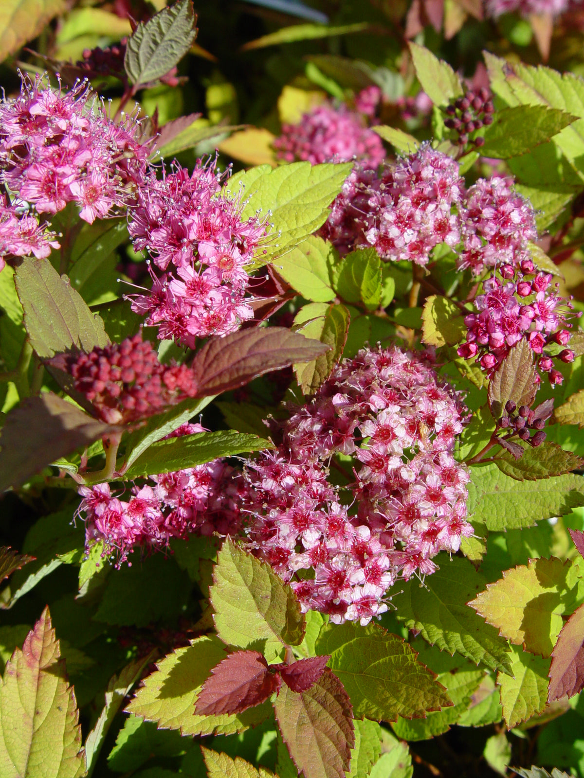 Magic Carpet Spiraea (Spiraea japonica 'Magic Carpet')