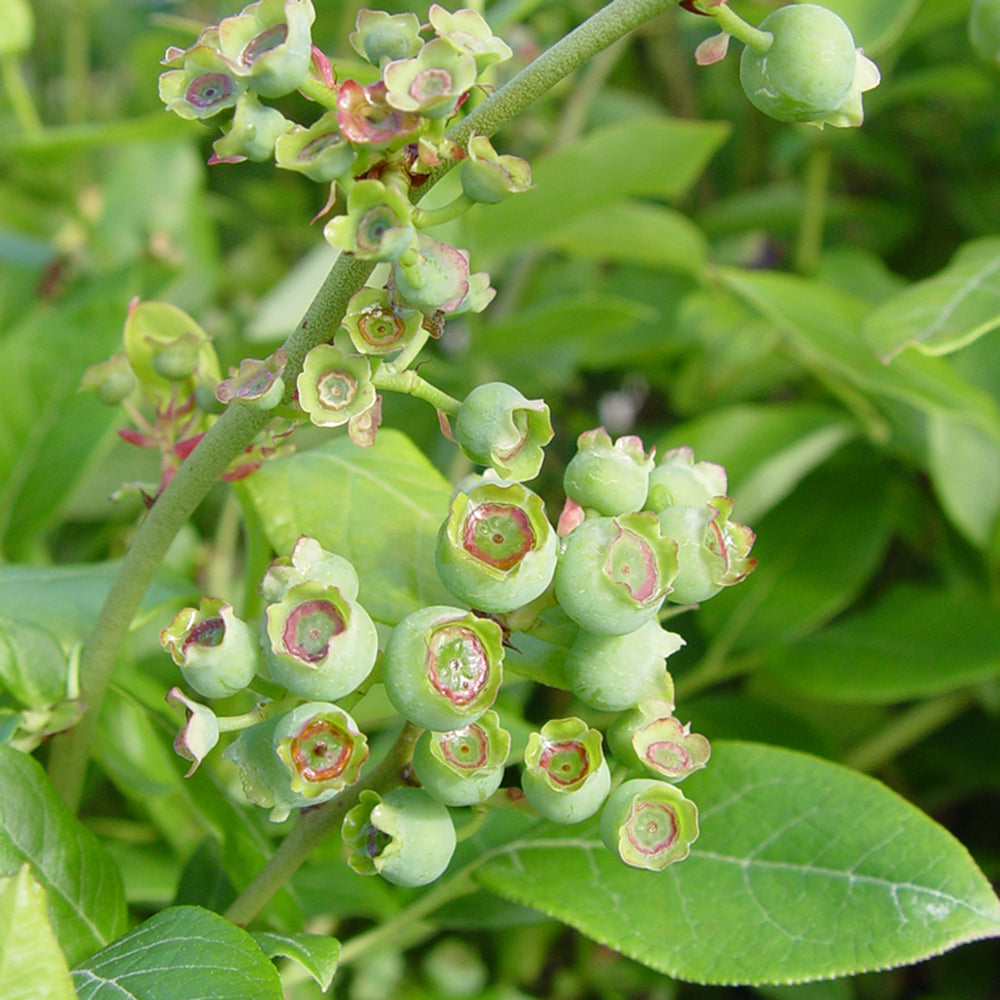 Northland | Highbush Blueberry