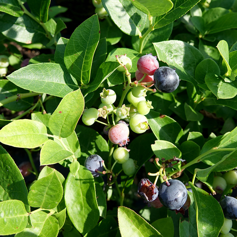 Polaris | Highbush Blueberry