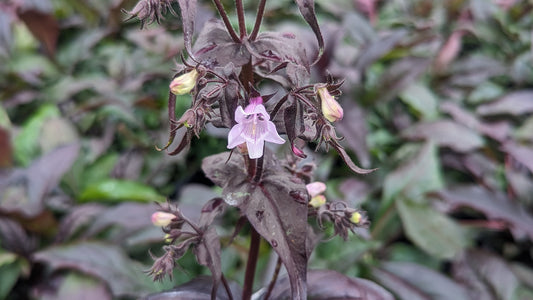 Husker Red Beardtongue - photo 2