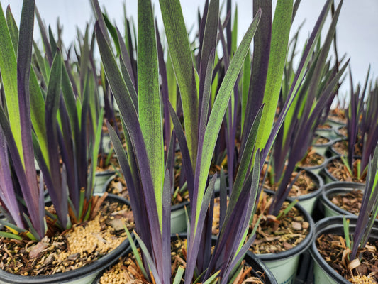 Purple Flame | Iris