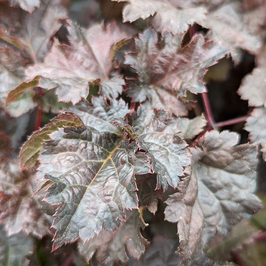 Dark Side of the Moon | Astilbe