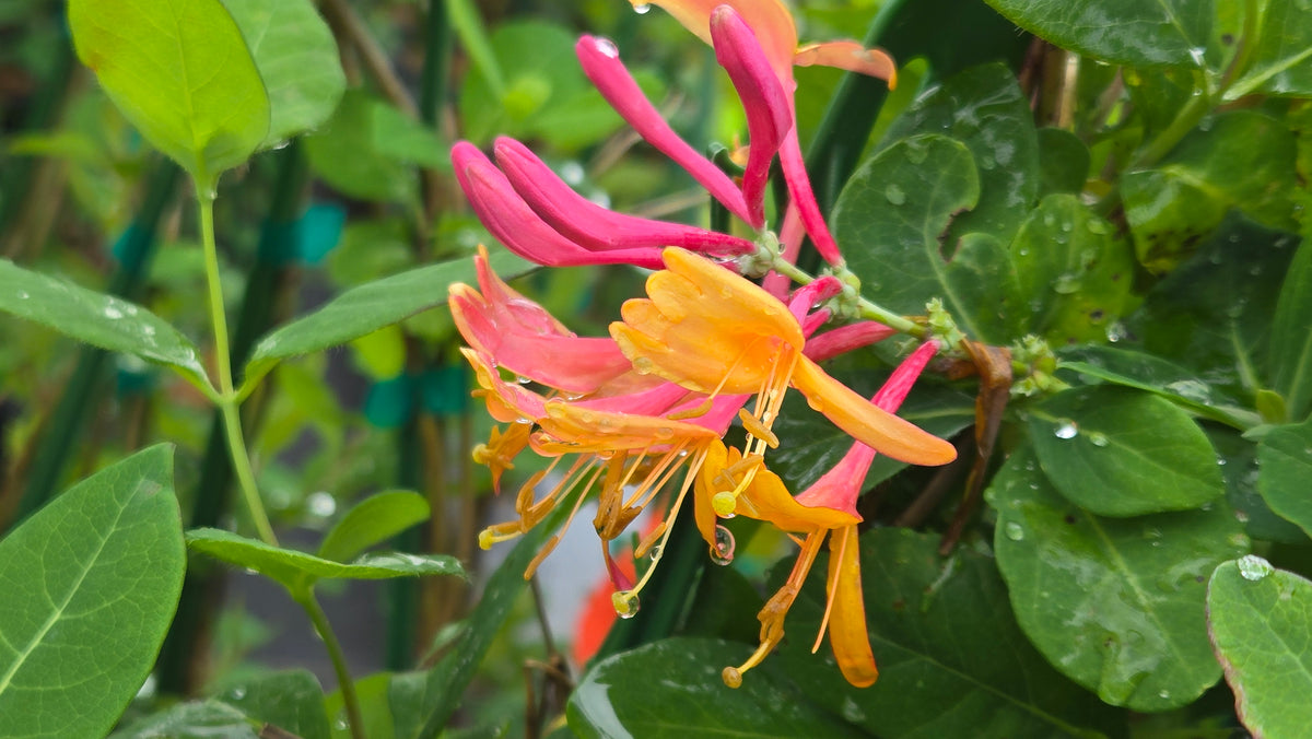 Coral Star Honeysuckle (Lonicera x 'Coral Star')