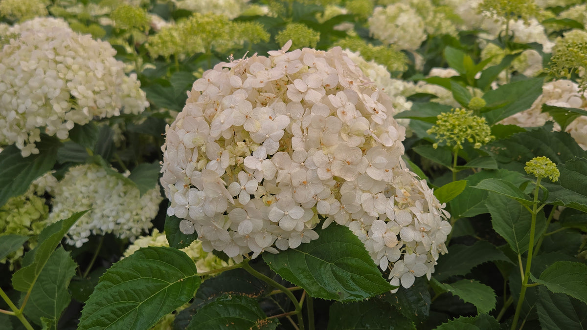 Incrediball® Storm Proof Smooth Hydrangea (Hydrangea arb. incrediball 'Storm Proof')