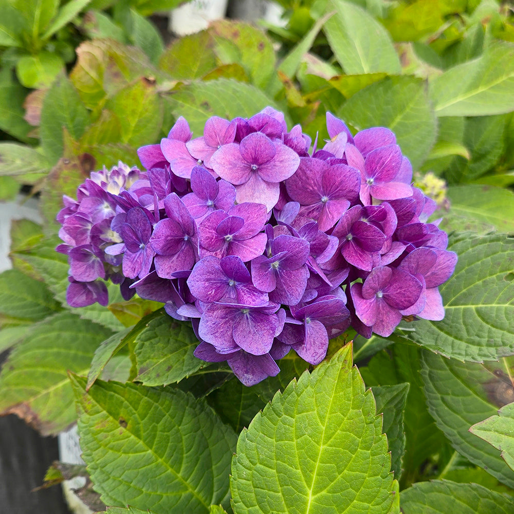 Let's Dance® Rhythmic Blue Mophead Hydrangea - photo 2