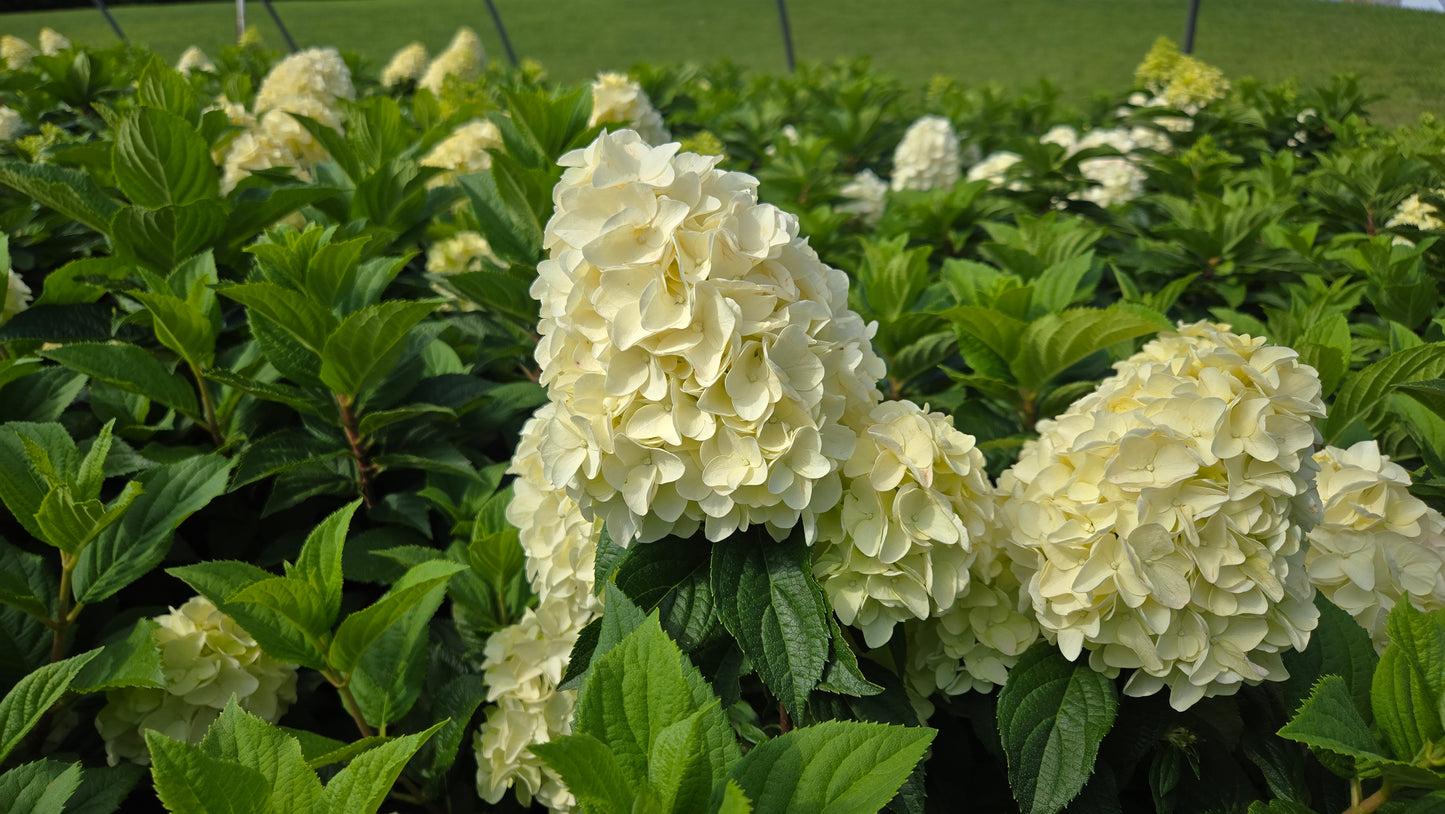 Quick Fire Fab® | Panical Hydrangea