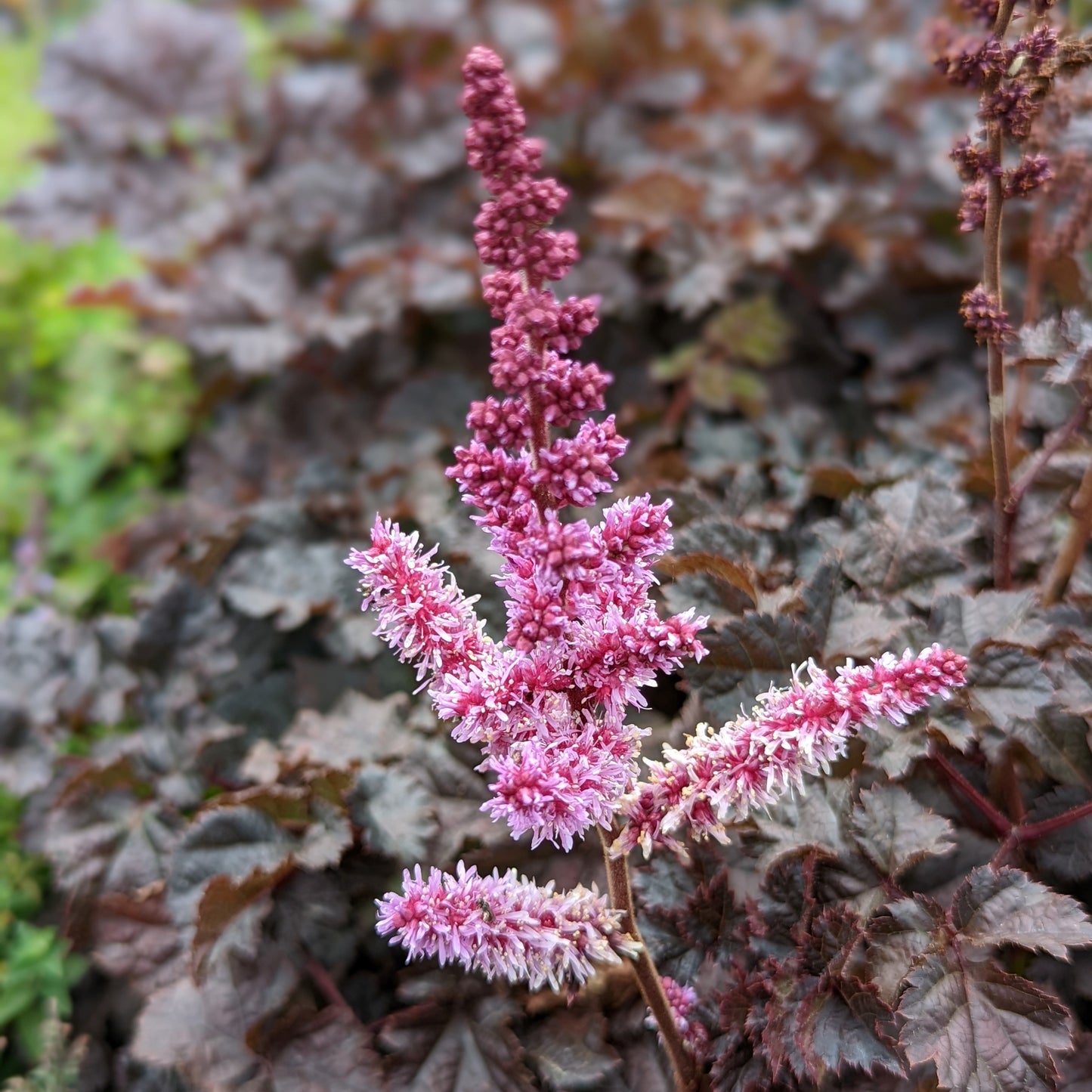 Dark Side of the Moon | Astilbe