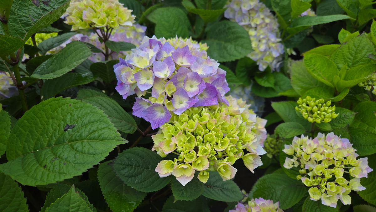 Let's Dance® Sky View Mophead Hydrangea (Hydrangea m.s. l.d. 'Sky View')
