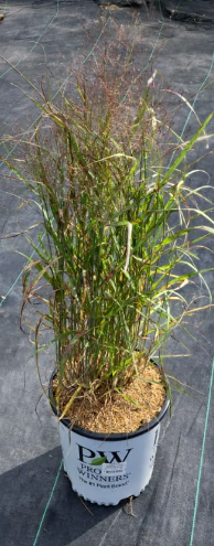 Prairie Winds® Apache Rose Switch Grass - photo 2