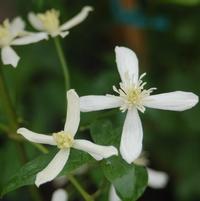 Sweet Autumn Clematis - photo 2