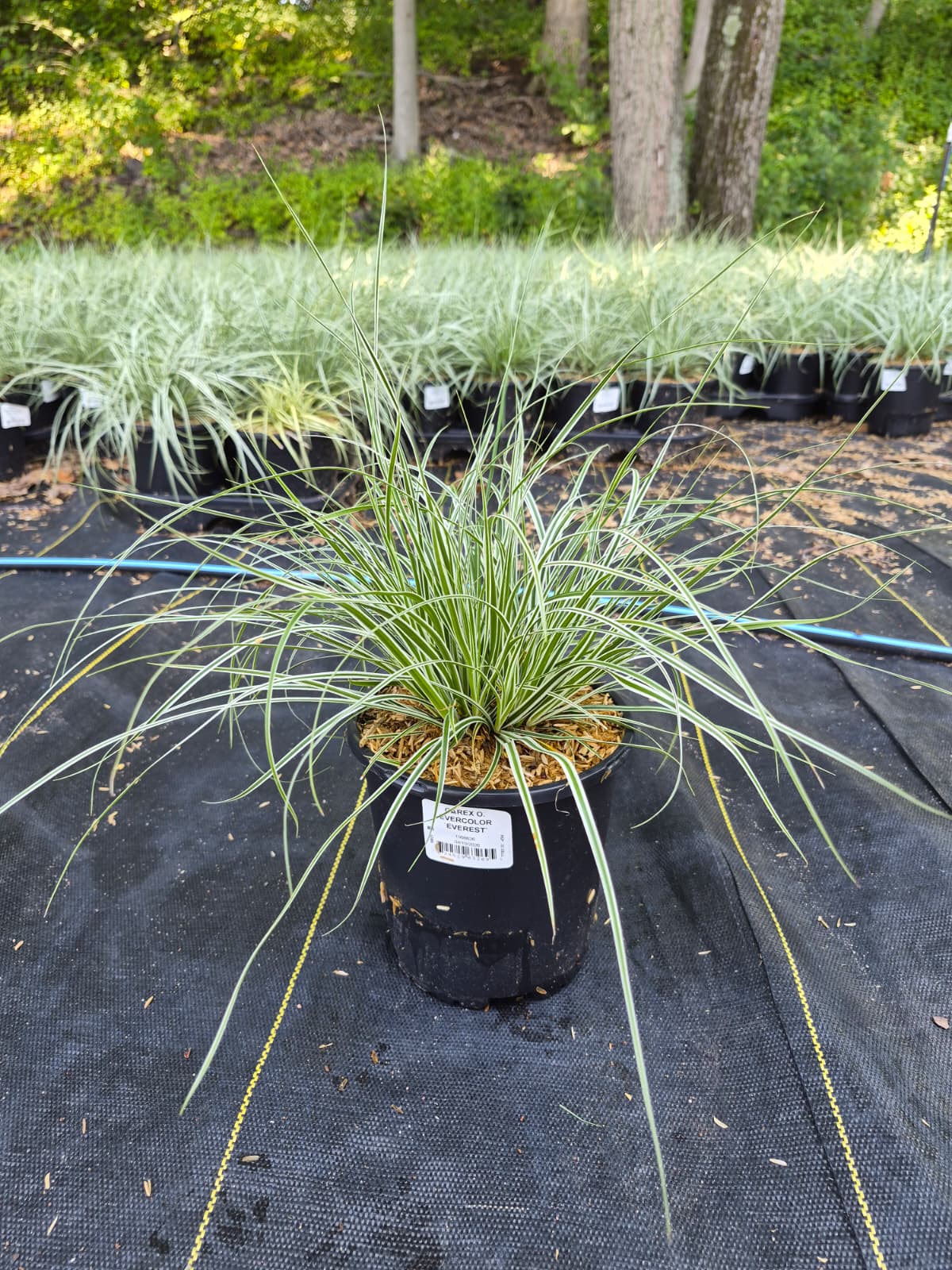 Evercolor® Everest | Sedge