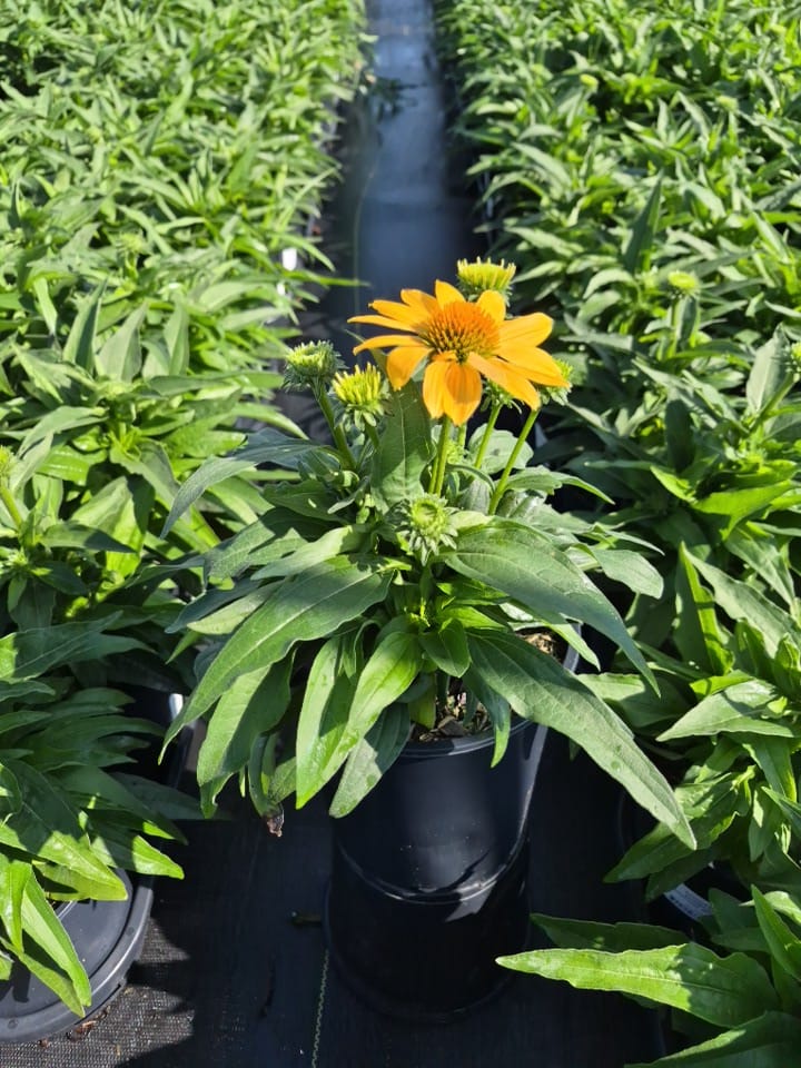 Sunmagic™ Vintage Mango | Coneflower