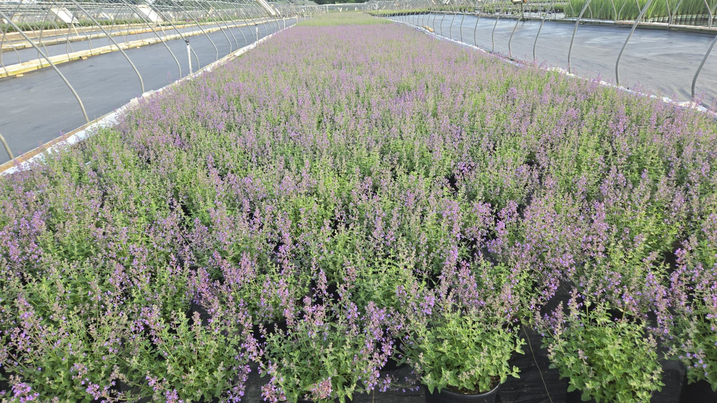 Six Hills Giant | Catmint