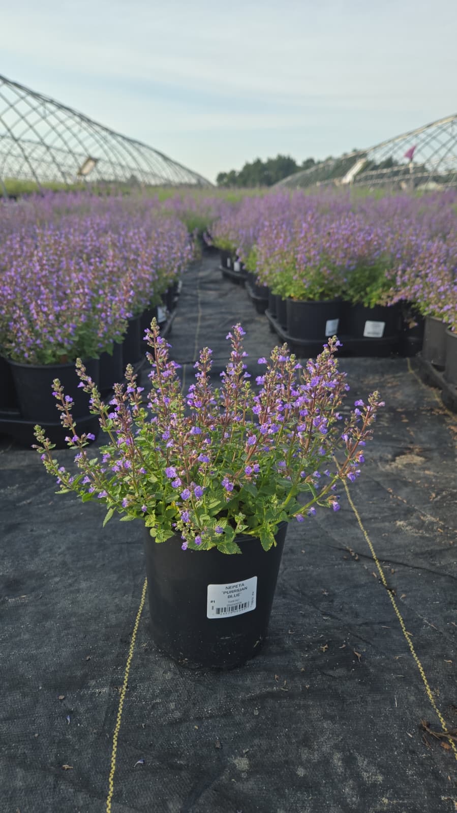 Purrsian Blue | Catmint
