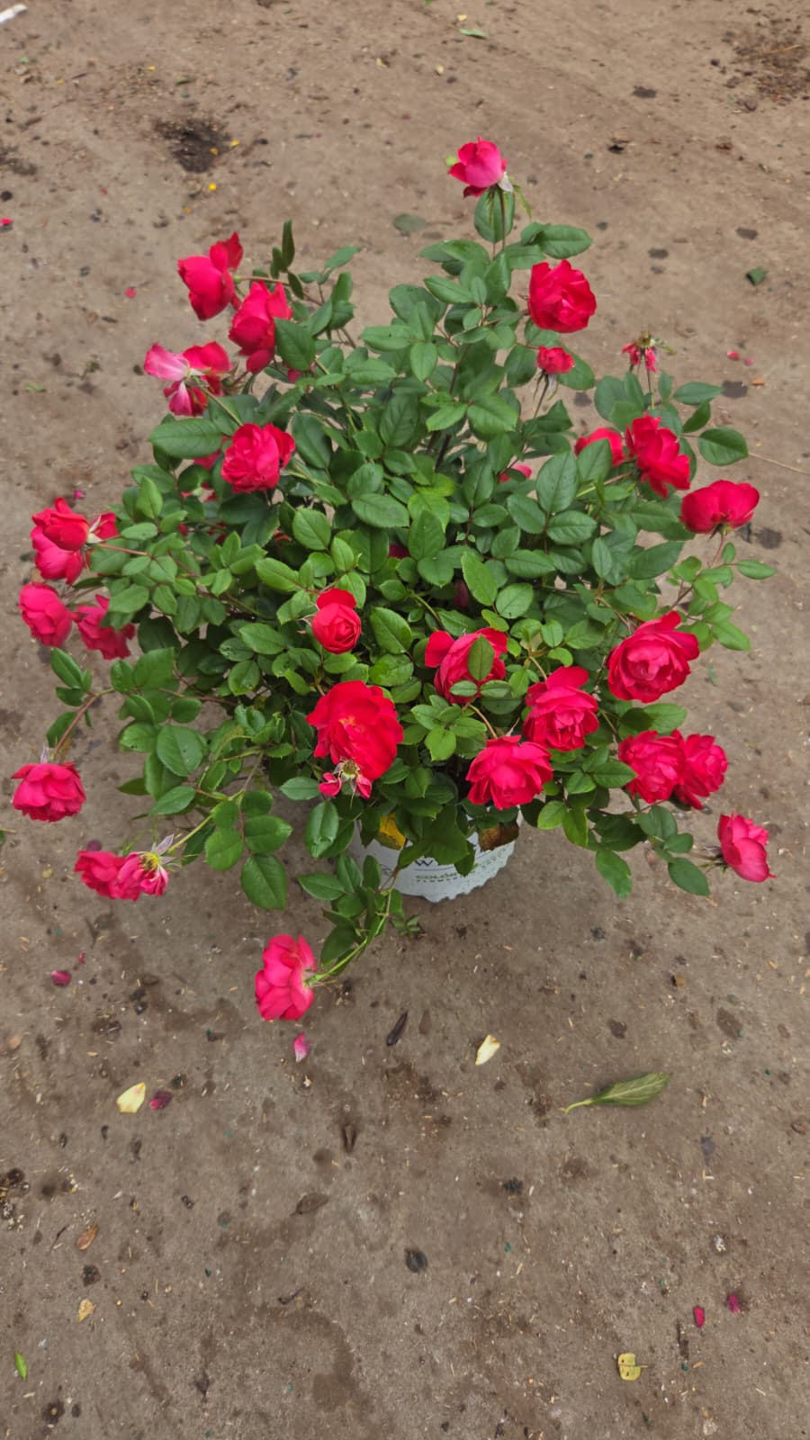Oso Easy® Double Red | Rose