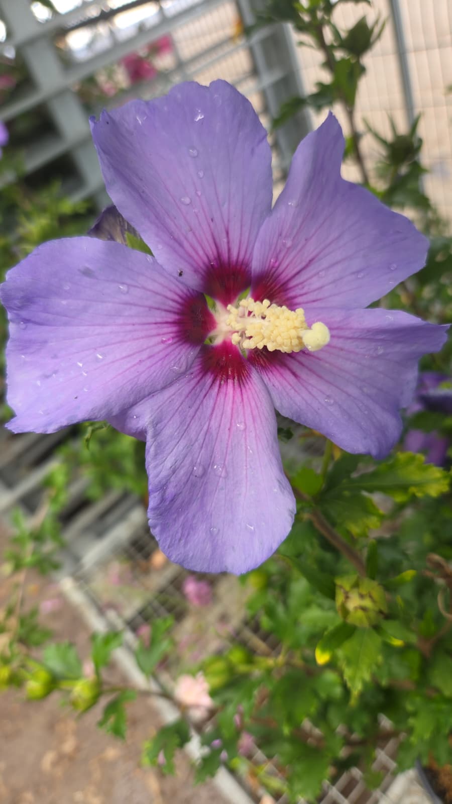 Azurri Blue Satin | Rose of Sharon
