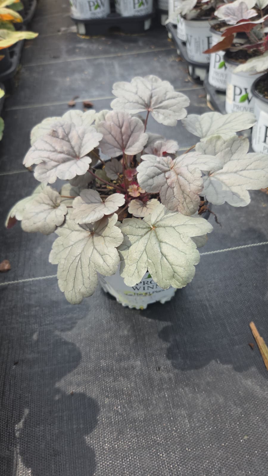 Dolce® 'Silver Gumdrop| Coral Bells
